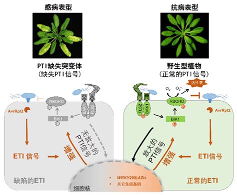 植物介紹|植物